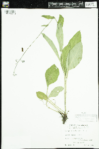 Cynoglossum virginianum var. boreale image