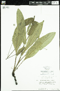 Cynoglossum virginianum var. boreale image