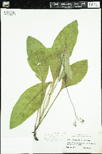 Cynoglossum virginianum var. boreale image