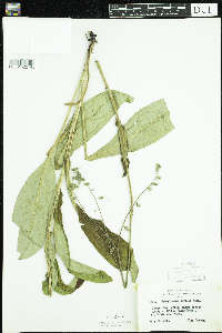 Cynoglossum virginianum var. boreale image