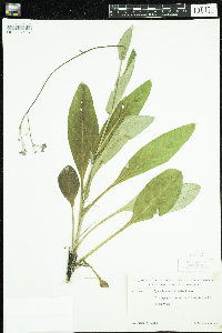 Cynoglossum virginianum var. boreale image