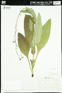 Cynoglossum virginianum var. boreale image