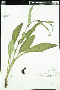 Cynoglossum virginianum var. boreale image
