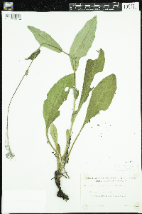 Cynoglossum virginianum var. boreale image