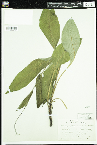 Cynoglossum virginianum var. boreale image