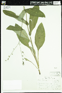 Cynoglossum virginianum var. boreale image
