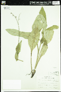Cynoglossum virginianum var. boreale image