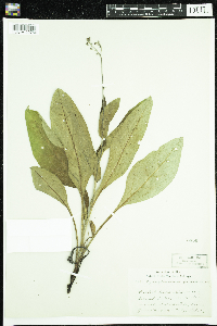 Cynoglossum virginianum var. boreale image