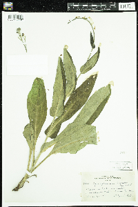 Cynoglossum virginianum image