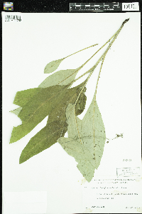 Cynoglossum virginianum var. boreale image
