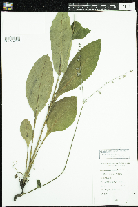 Cynoglossum virginianum var. boreale image