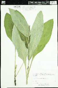 Cynoglossum virginianum var. boreale image