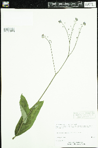 Cynoglossum virginianum var. boreale image