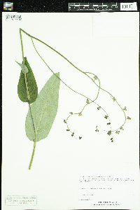 Cynoglossum virginianum var. boreale image