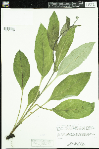 Cynoglossum virginianum var. boreale image