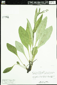 Cynoglossum virginianum var. boreale image