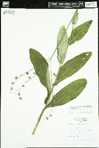 Cynoglossum virginianum var. boreale image
