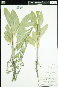 Cynoglossum officinale image