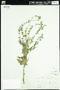 Cynoglossum officinale image