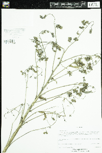 Cynoglossum officinale image