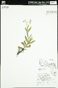 Myosotis scorpioides image