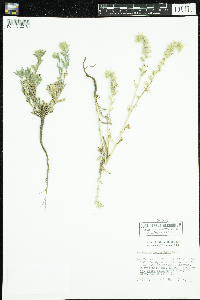 Amsinckia tessellata image