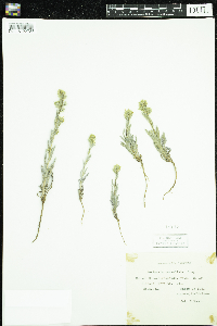 Amsinckia tessellata image