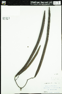 Catalpa speciosa image