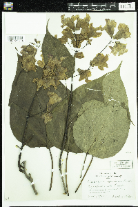 Catalpa speciosa image