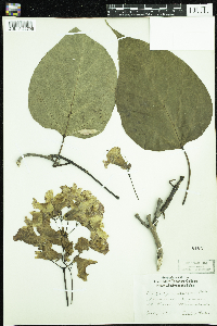 Catalpa speciosa image