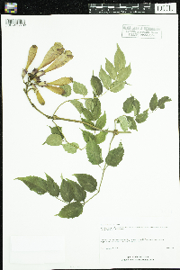 Campsis radicans image