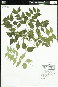 Campsis radicans image