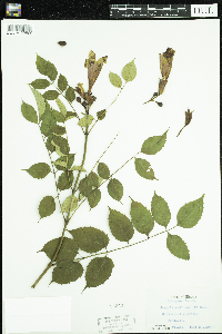 Campsis radicans image