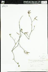 Ostrya virginiana image