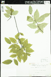 Ostrya virginiana image