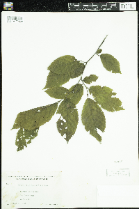 Ostrya virginiana image