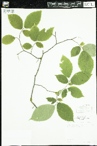 Ostrya virginiana image
