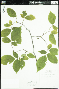 Ostrya virginiana image