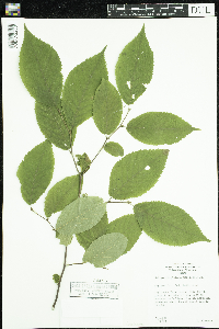 Ostrya virginiana image
