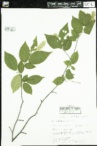 Ostrya virginiana image