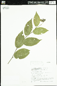 Ostrya virginiana image