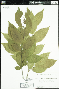 Ostrya virginiana image