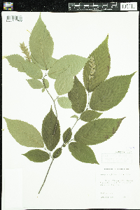 Ostrya virginiana image