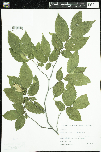 Ostrya virginiana image