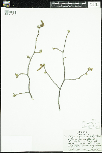 Ostrya virginiana image