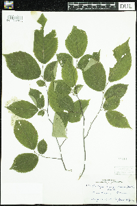 Ostrya virginiana image