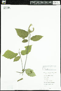 Thumbnail image of current specimen