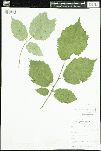 Corylus cornuta image