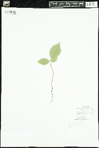 Thumbnail image of current specimen