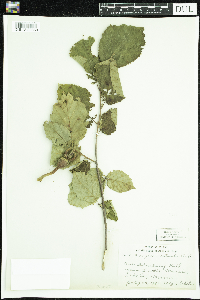 Corylus cornuta image